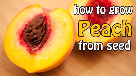 Here are some step-by-step instructions for planting a peach seed: Prepare the soil for planting. Make sure it’s loose and well-drained. Dig a hole in the soil, about 1/2 inch deep and 1 to 2 inches apart. Place the peach seed in the hole. Cover the seed with soil, making sure to leave about 1/4 inch exposed.